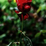 ARCHE-Foto_To_A_Wild_Rose_2