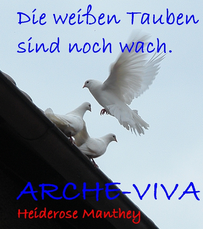 "Die weißen Tauben sind noch wach." Friedensangebot an die Welt. Mark Braverman, jüdischer Autor und Psychologe, trifft ARCHE.