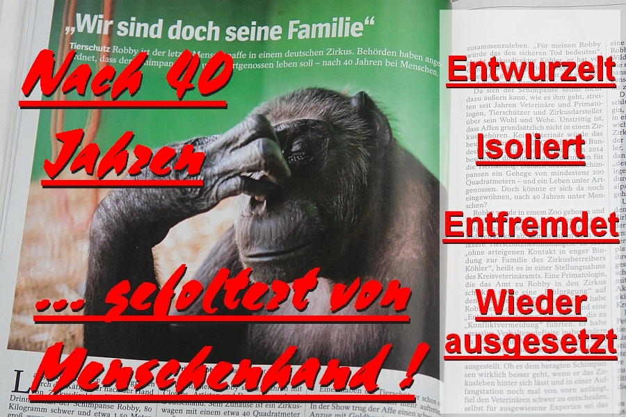 Folterung durch Menschenhand: Entwurzelung – Isolierung – Entfremdung … das grausame Spiel erzwungen bei Mensch und bei Tier. Kein Gefühl ! Kein Herz für Bindung und Beziehung !